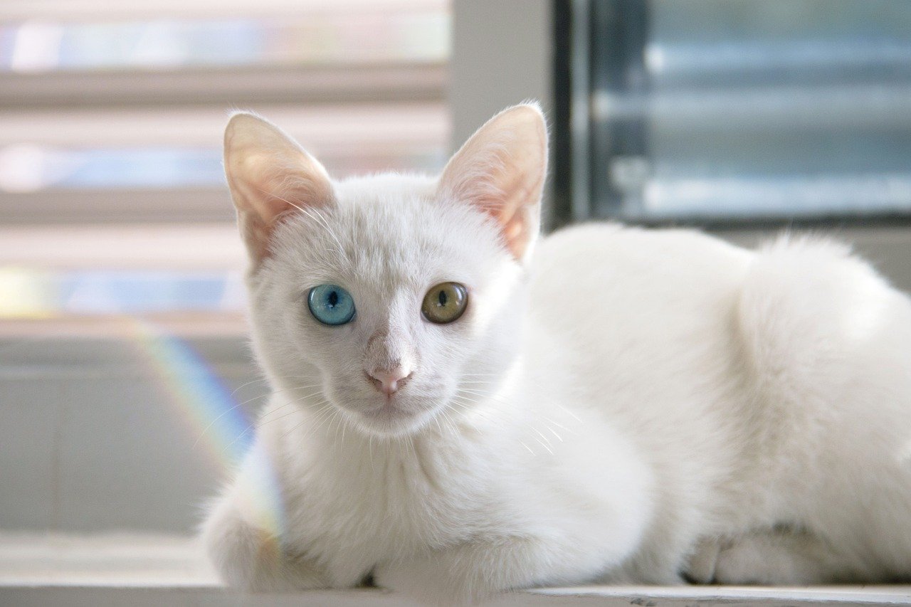 Persian: The Regal Relaxer (image credits: pixabay)