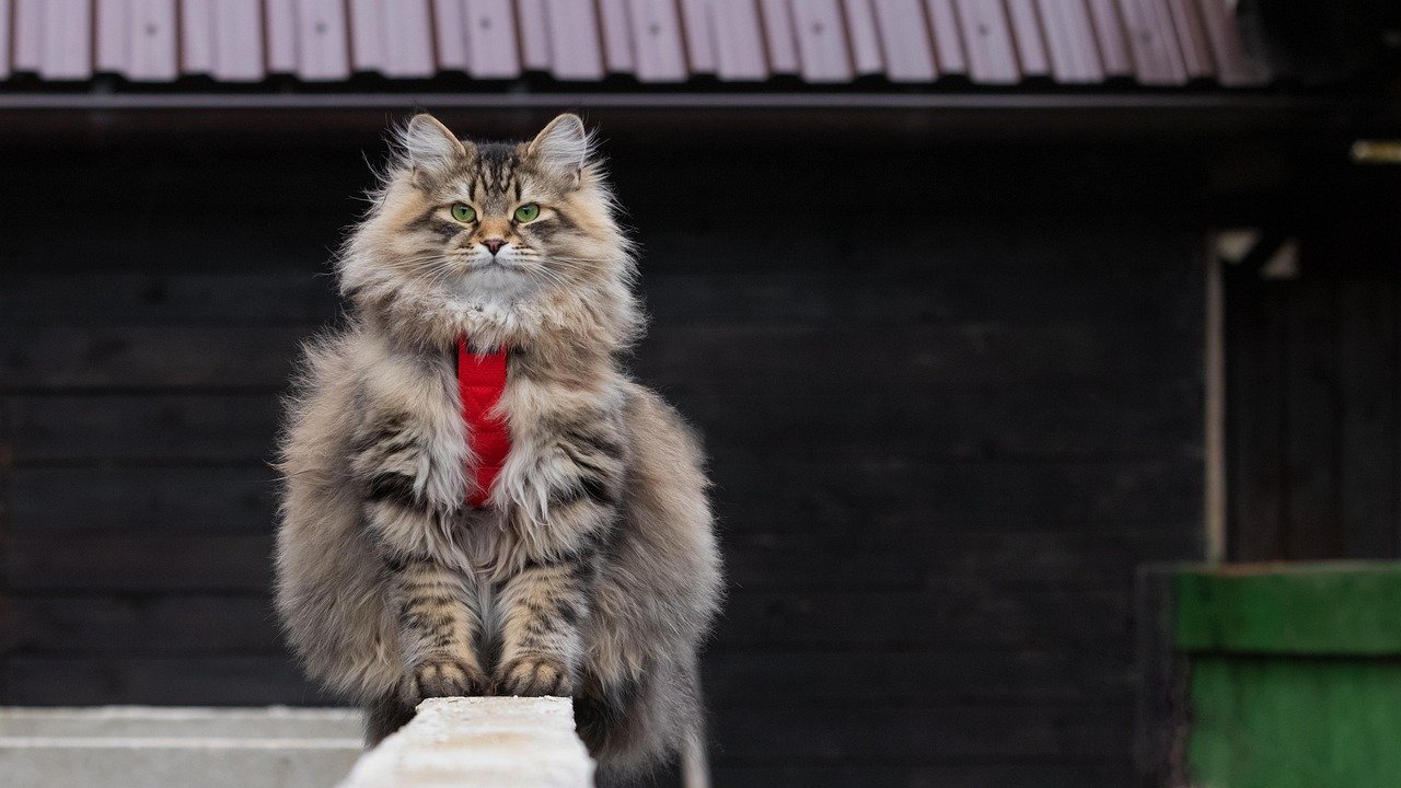 Siberians: Gentle Giants with Emotional Depth (image credits: pixabay)