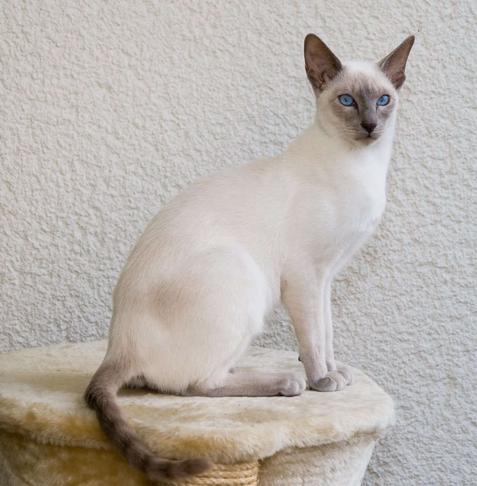 The Intelligent and Playful Siamese (image credits: wikimedia)