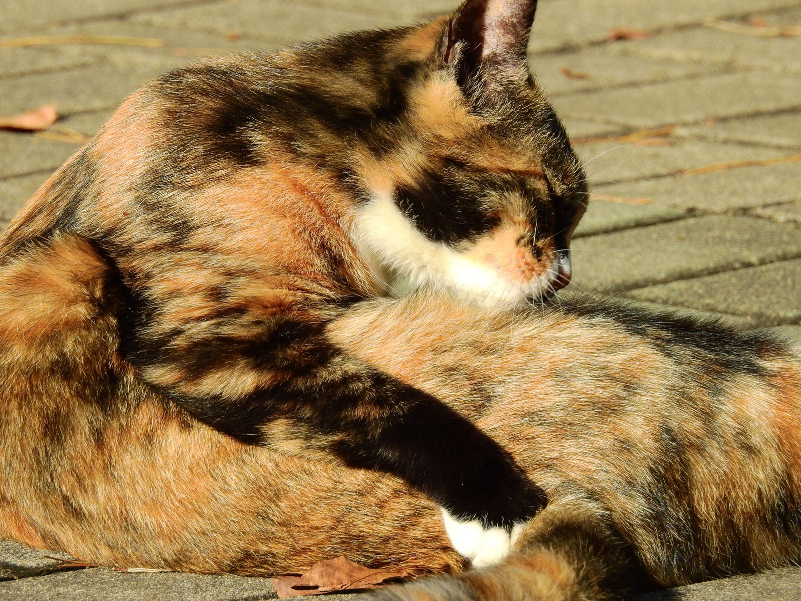 Healing and Comfort (image credits: wikimedia)