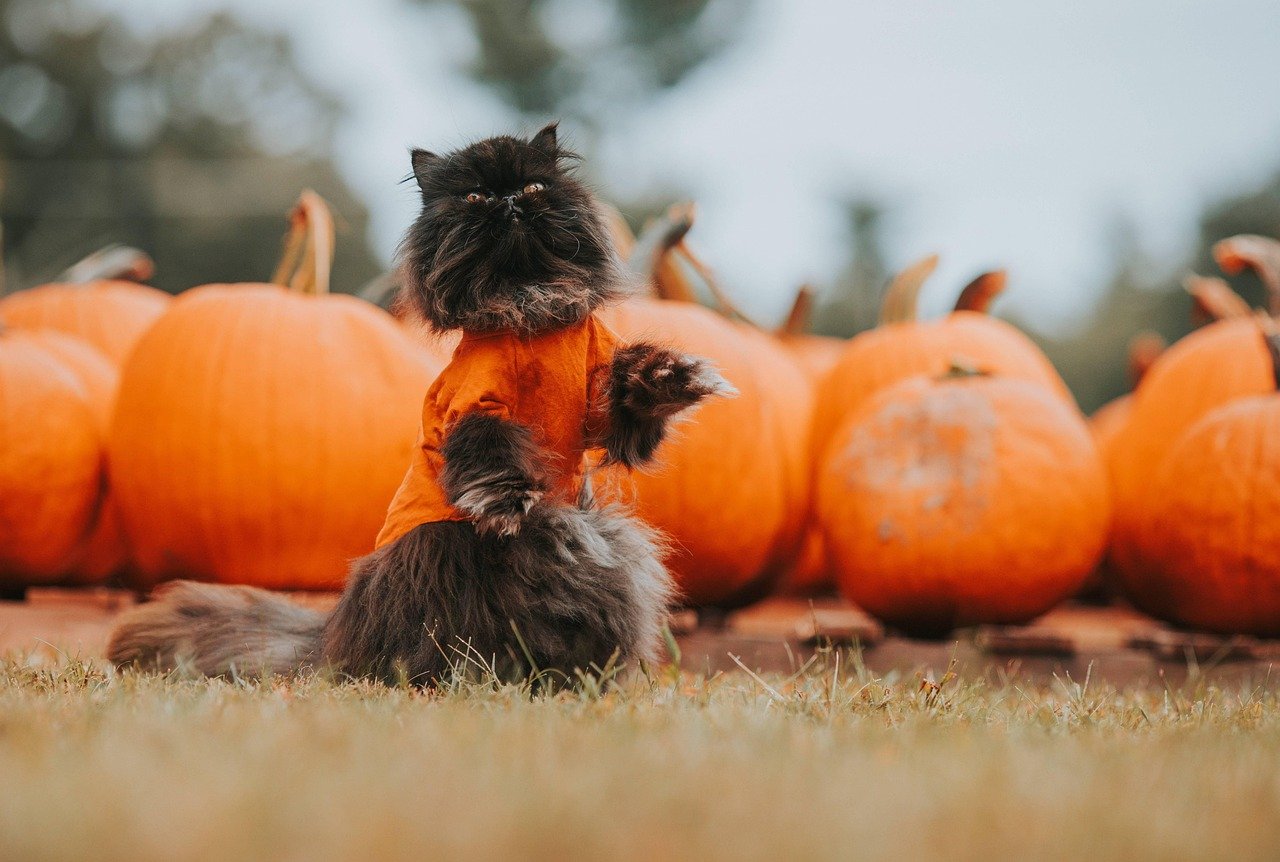 Training and Tricks: Beyond Basic Commands (image credits: pixabay)