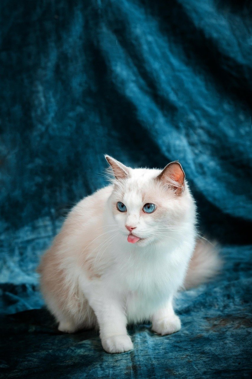 Ragdoll: The Gentle Giant (image credits: pixabay)