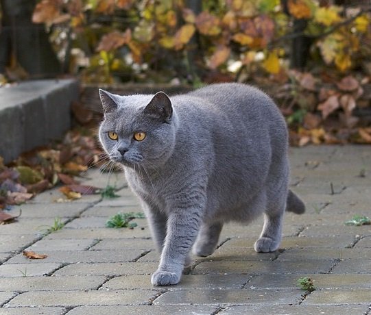 British Shorthair: The Plush Companion (image credits: wikimedia)