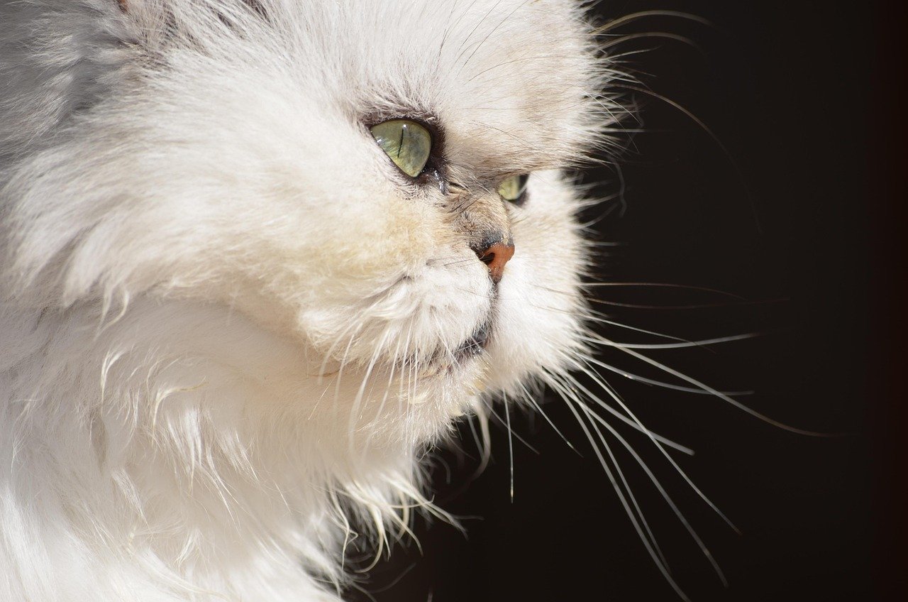 Persian: The Majestic Lap Cat (image credits: pixabay)
