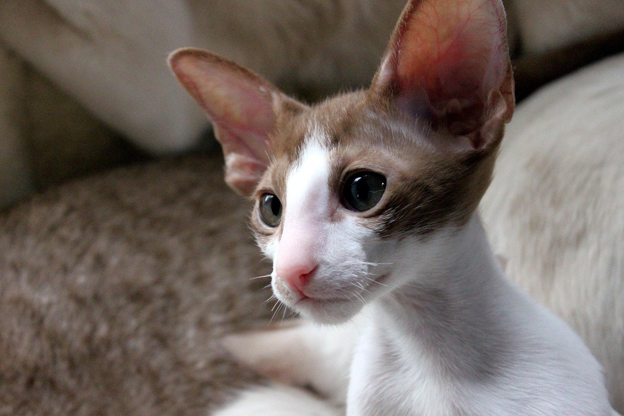 Oriental Shorthair: The Elegant Snuggler (image credits: pixabay)