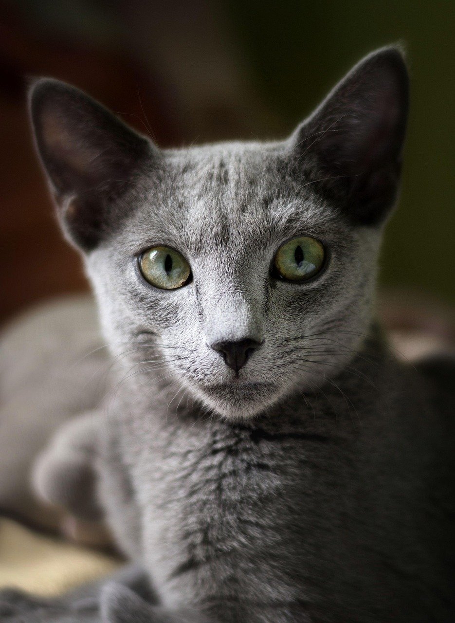 Russian Blue: The Gentle and Loving Cat (image credits: pixabay)