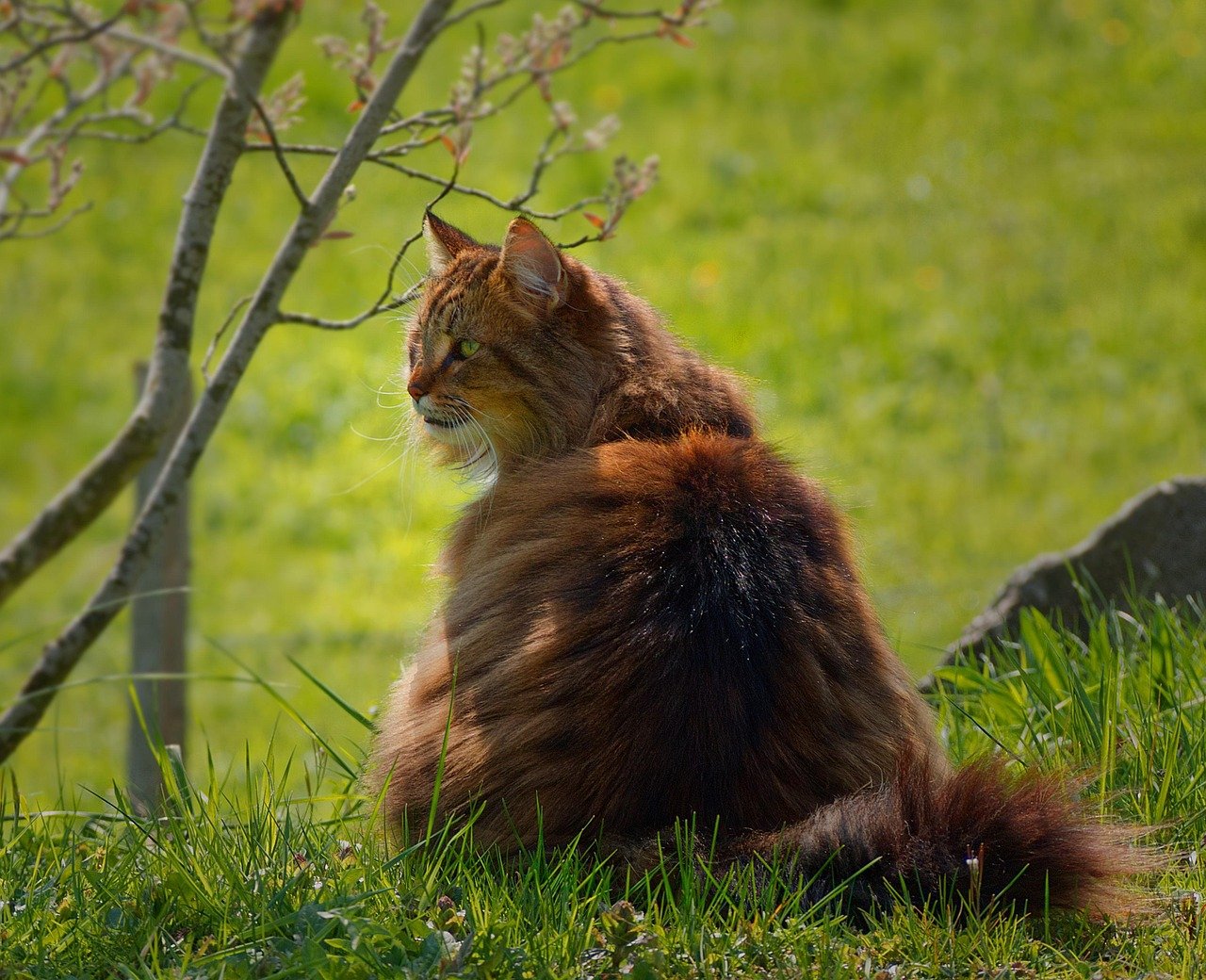Norwegian Forest Cat: The Adventurous Snuggler (image credits: pixabay)
