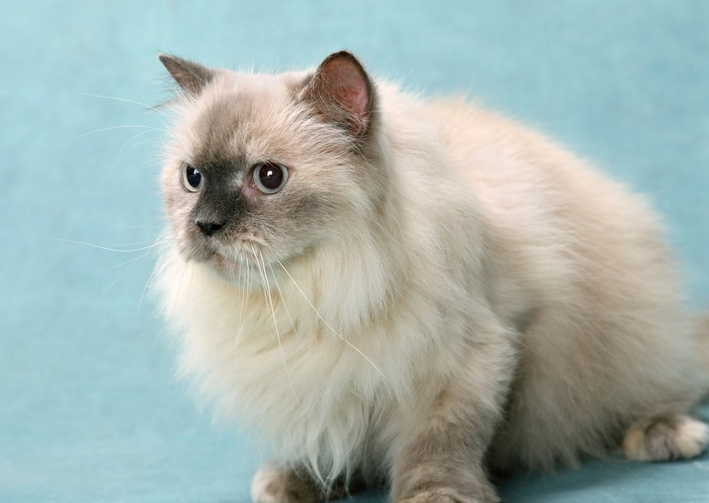 Turkish Angora: The Elegant and Affectionate Feline (image credits: rawpixel)