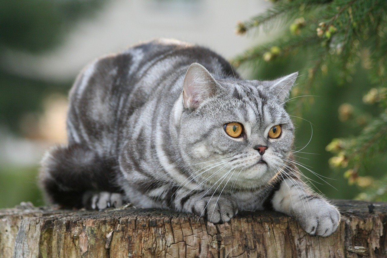 British Shorthair: The Subtle Tail Flicker (image credits: pixabay)