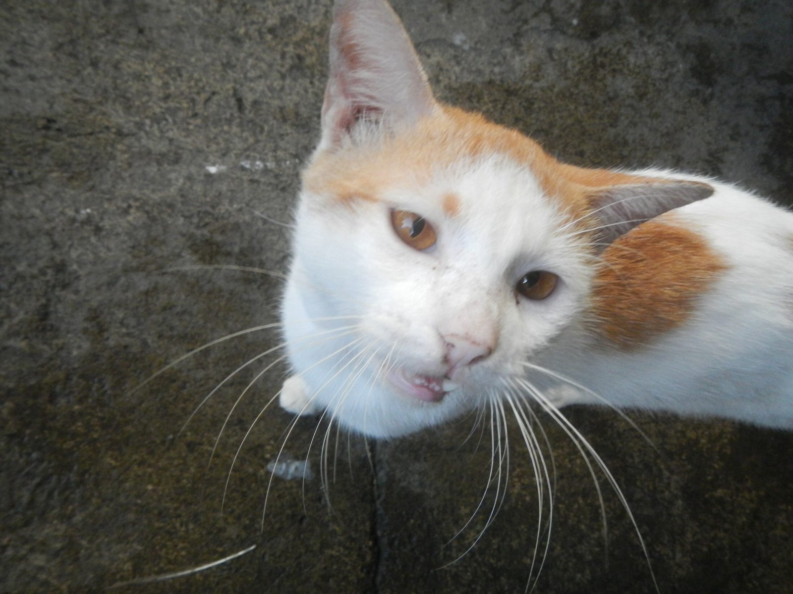 Following You Around: The Feline Shadow (image credits: wikimedia)