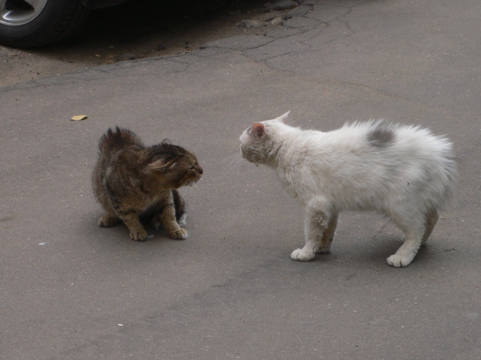 Tail Language: The Trustful Flick (image credits: wikimedia)
