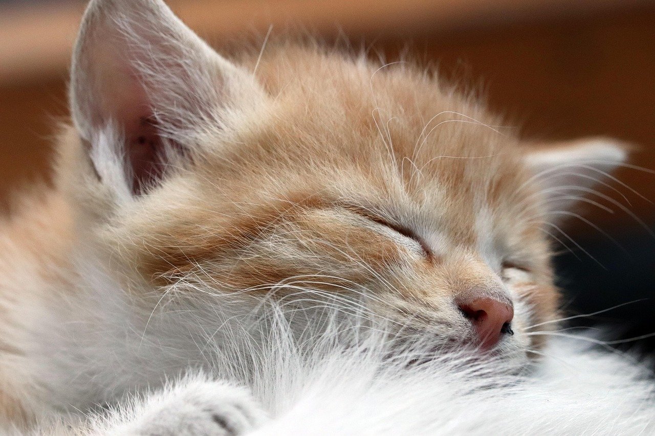 Vocalizations: The Trusting Meow (image credits: pixabay)