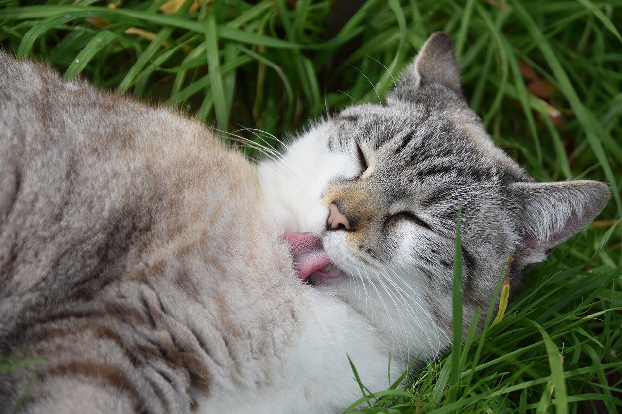 Grooming You: Sharing the Love (image credits: pixabay)