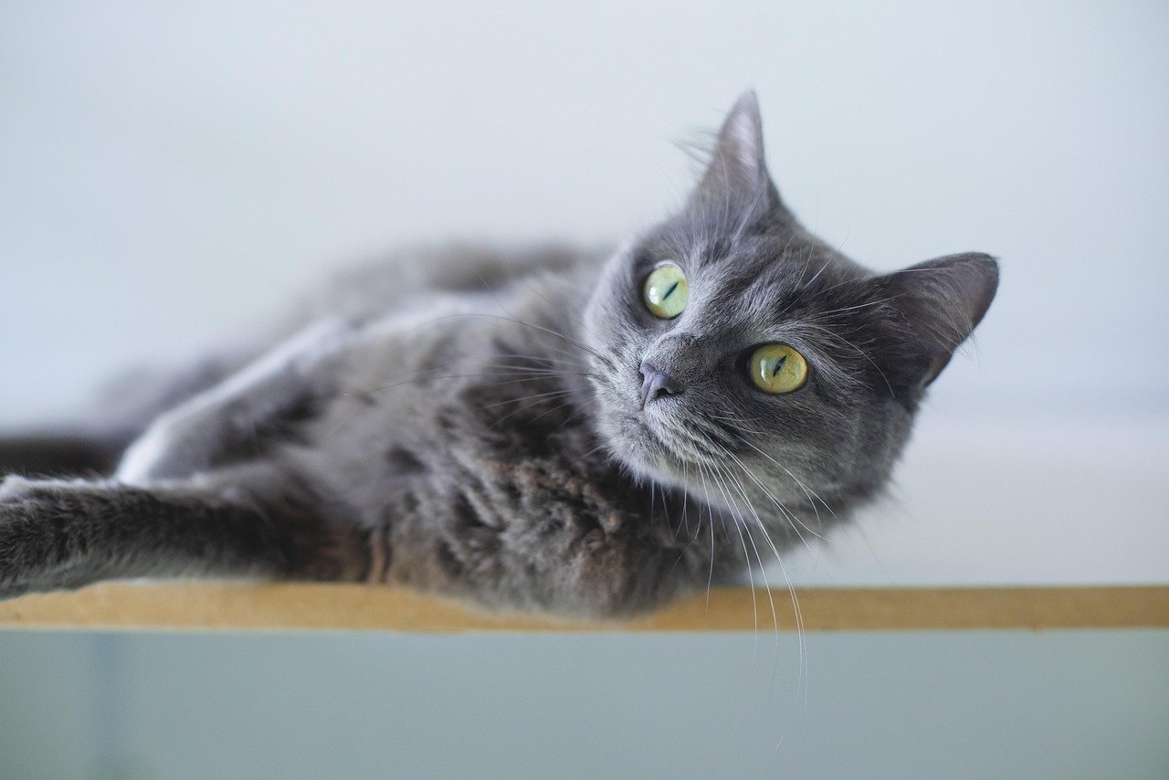 Sitting on Your Lap: A Cozy Trust Signal (image credits: pixabay)