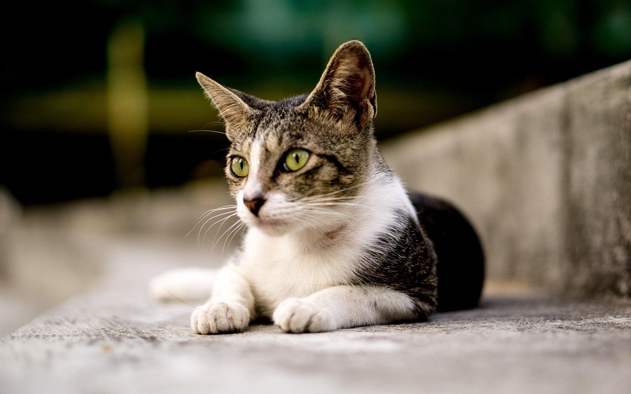 Whiskers Forward: A Curious Trust (image credits: pixabay)