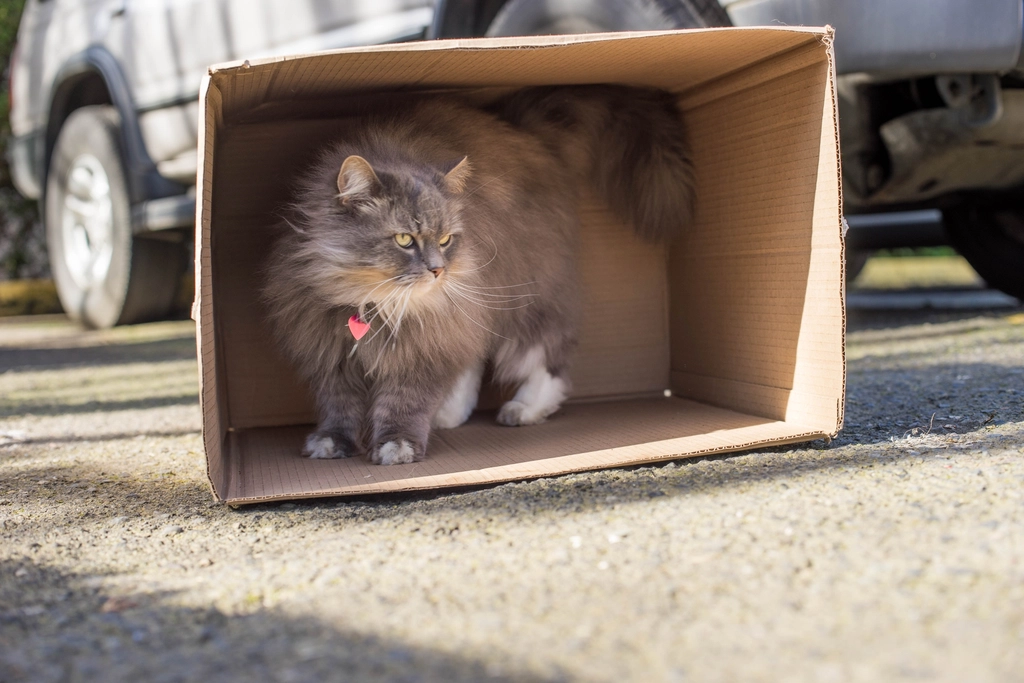 Inside a Cardboard Box: Comfort and Curiosity (image credits: rawpixel)