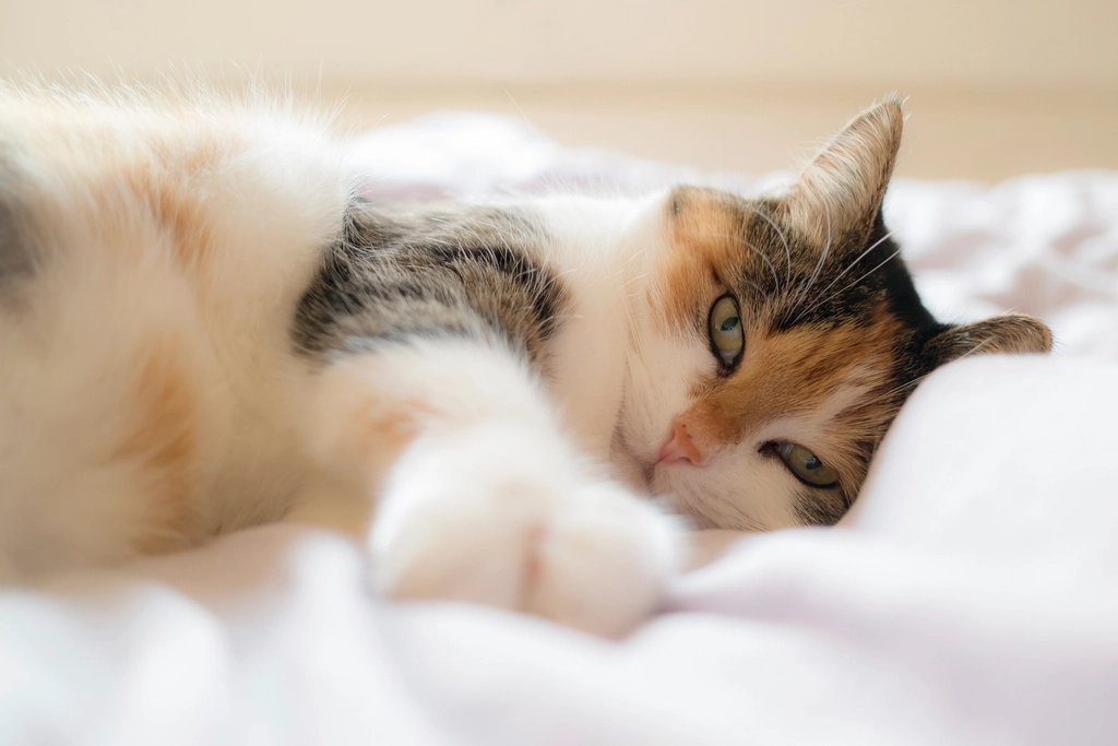 Under the Blanket: Seeking Warmth and Affection (image credits: rawpixel)