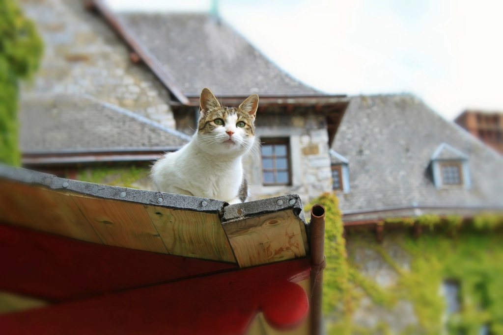 On Top of a High Shelf: Yearning for Control (image credits: rawpixel)