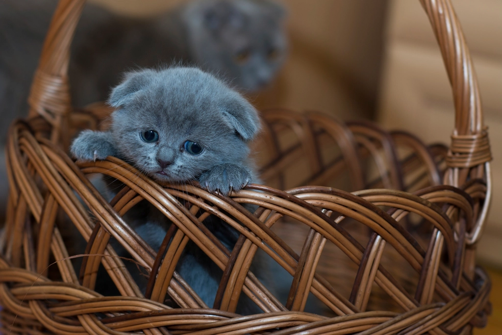 Inside the Laundry Basket: Familiar Scents (image credits: rawpixel)