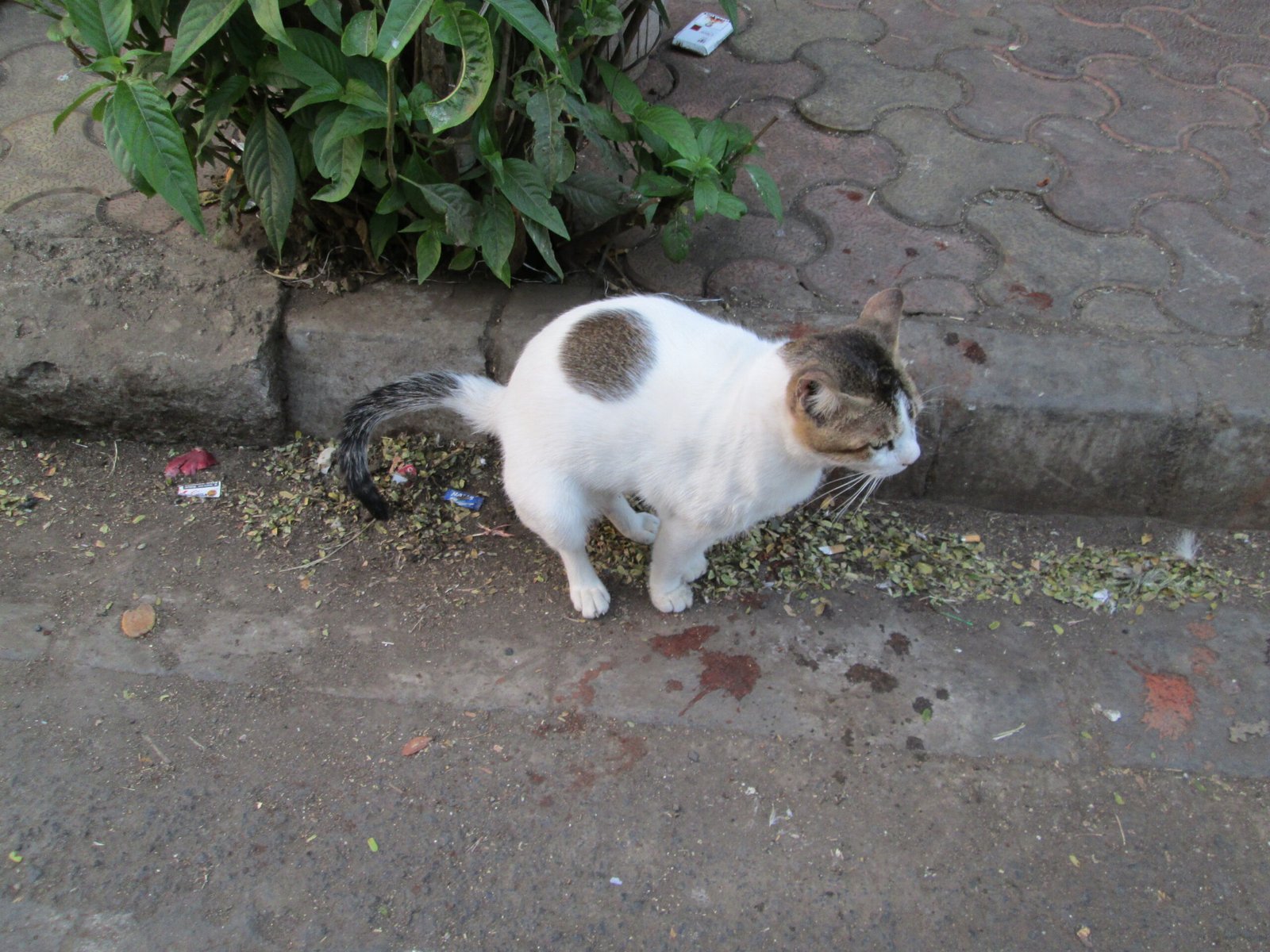 Ensuring Cleanliness and Hygiene (image credits: wikimedia)