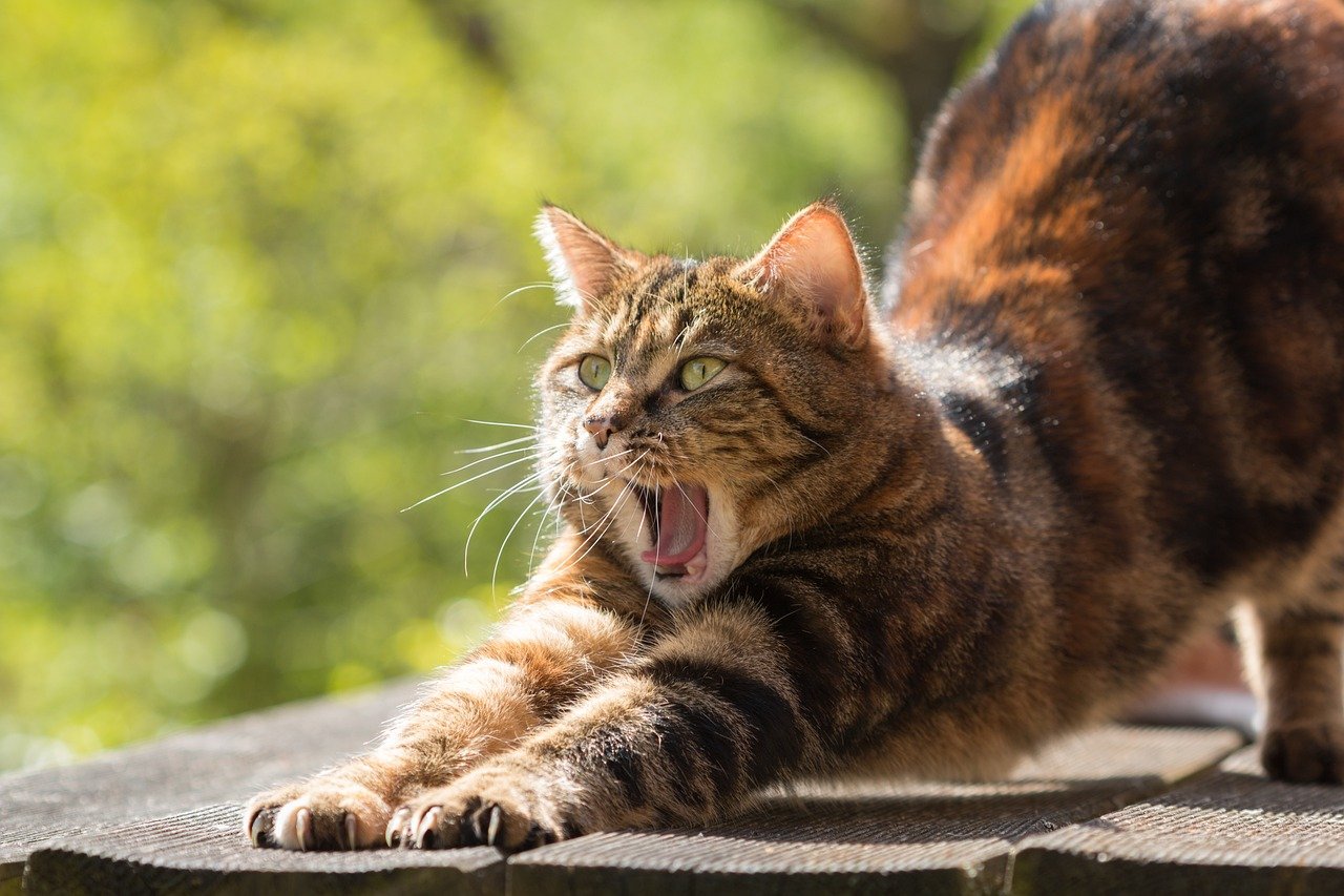 The Power of a Cat's Yawn (image credits: pixabay)