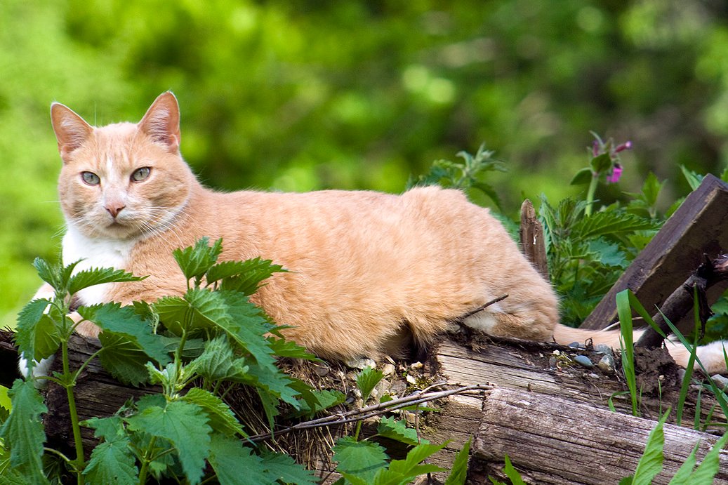Respecting the Space of Senior Cats (image credits: wikimedia)