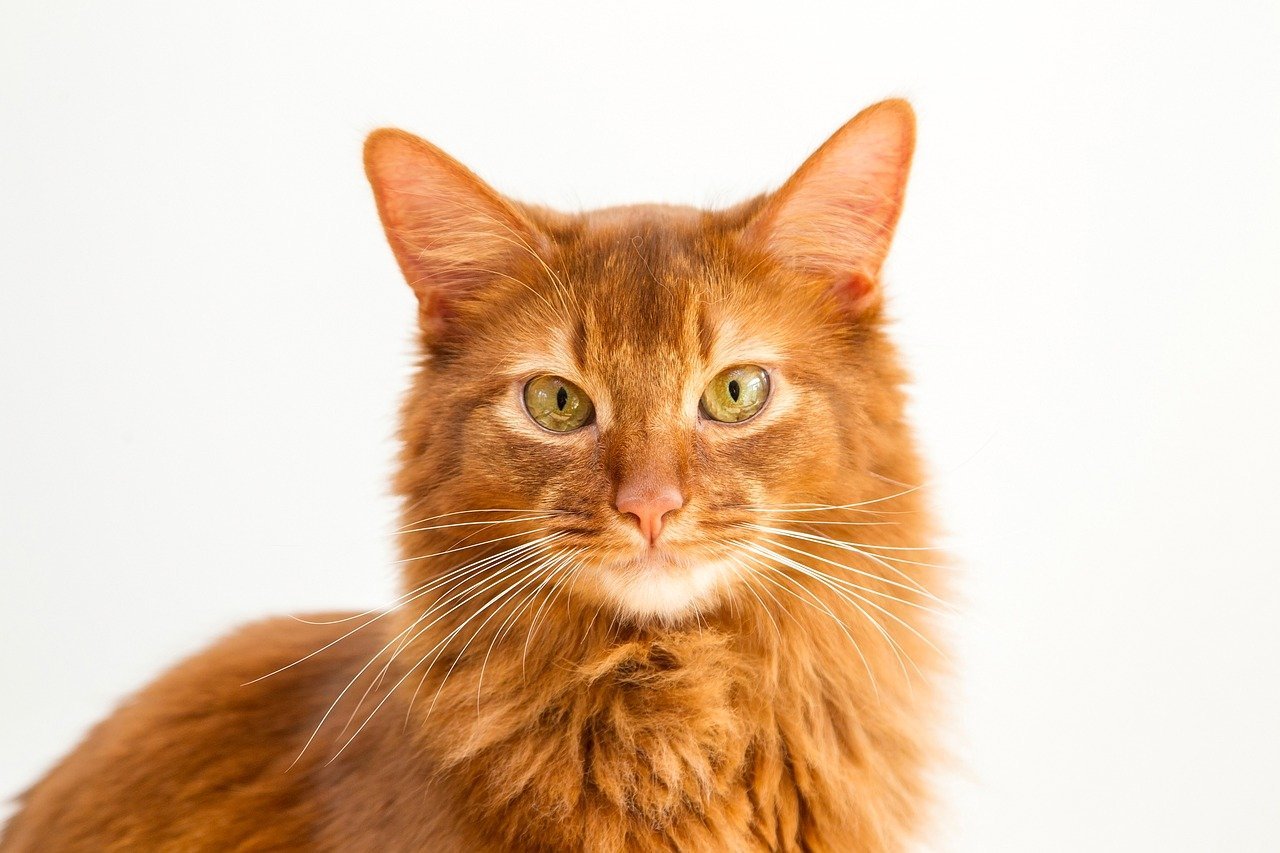 Abyssinian (image credits: pixabay)