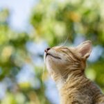 How to Create Rituals That Deepen the Bond With Your Cat