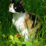 10 Things You Can Say (or Do) That Make Your Cat Feel Seen