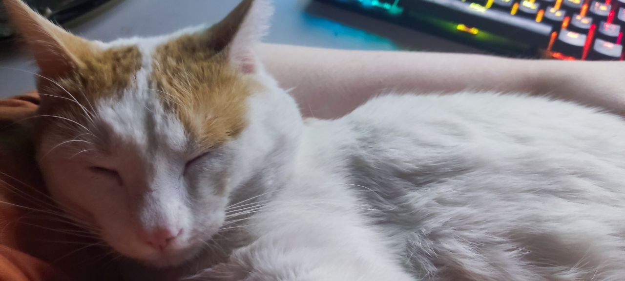 The Soft Purr (image credits: wikimedia)