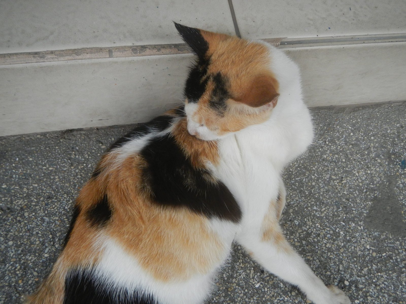 Over-Grooming or Licking (image credits: wikimedia)