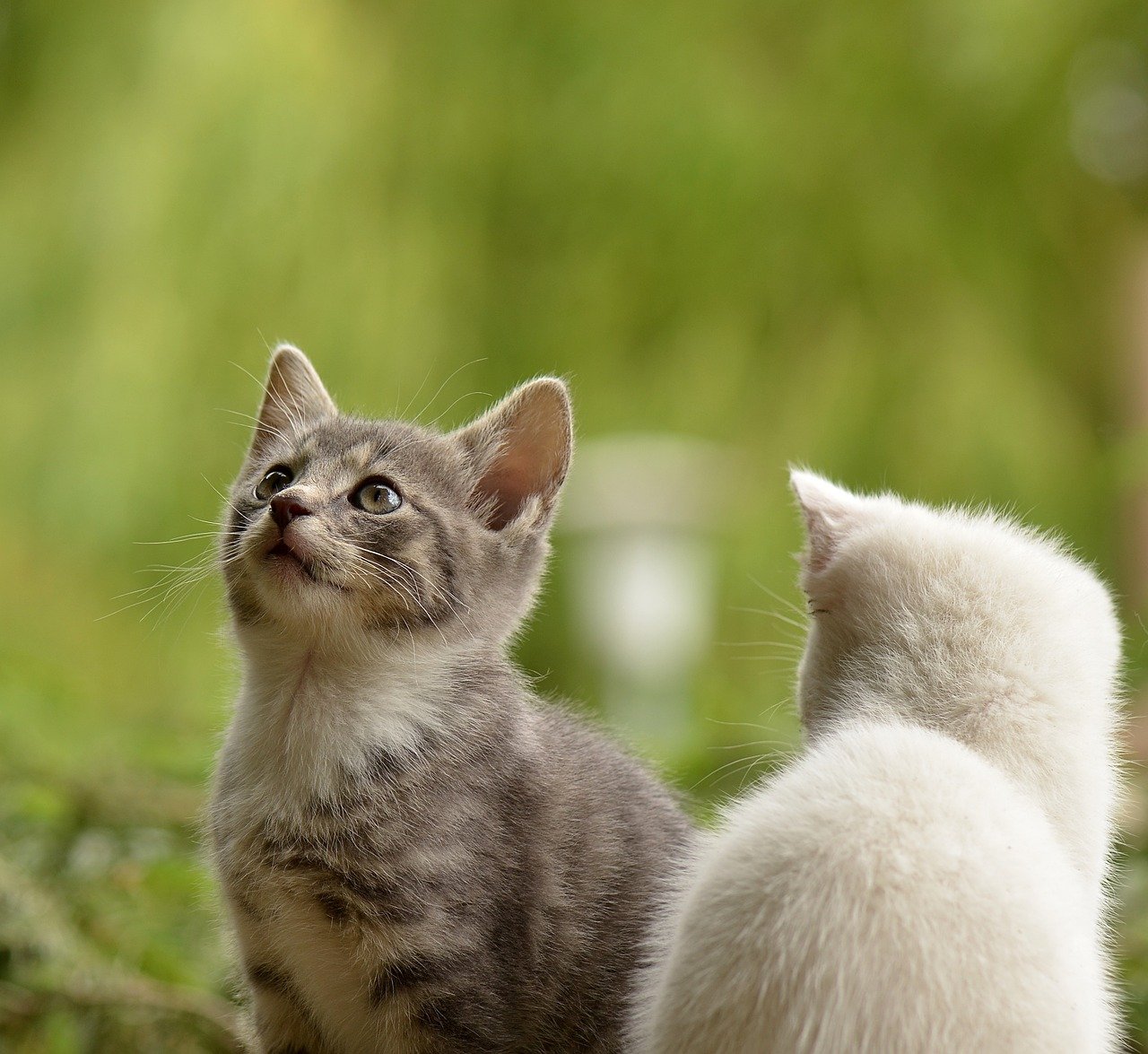 Loss of Interest in Surroundings (image credits: pixabay)
