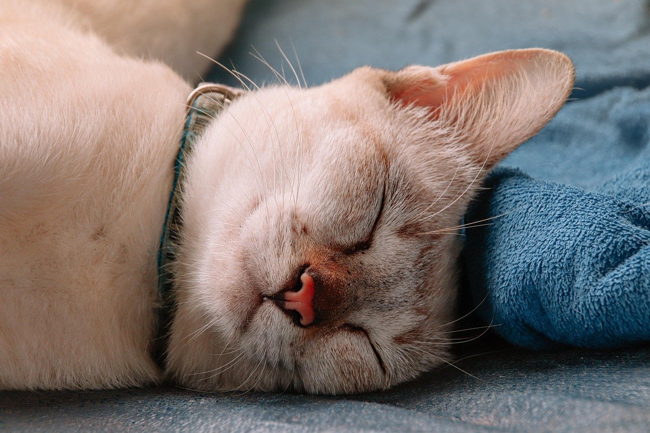 Adapting to Your Cat's Nighttime Needs (image credits: pixabay)