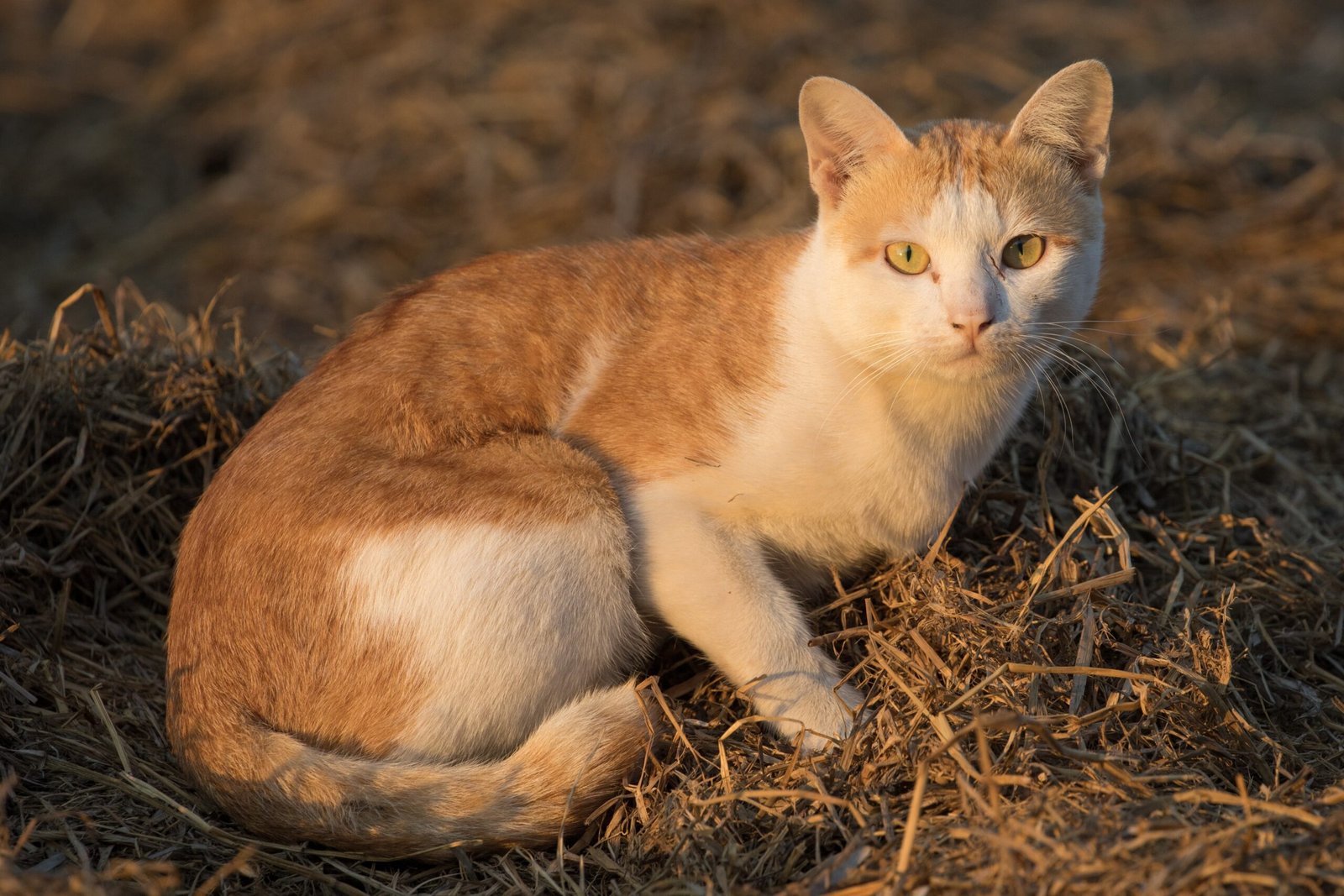 The Power of Purring: A Sign of Reconciliation (image credits: wikimedia)