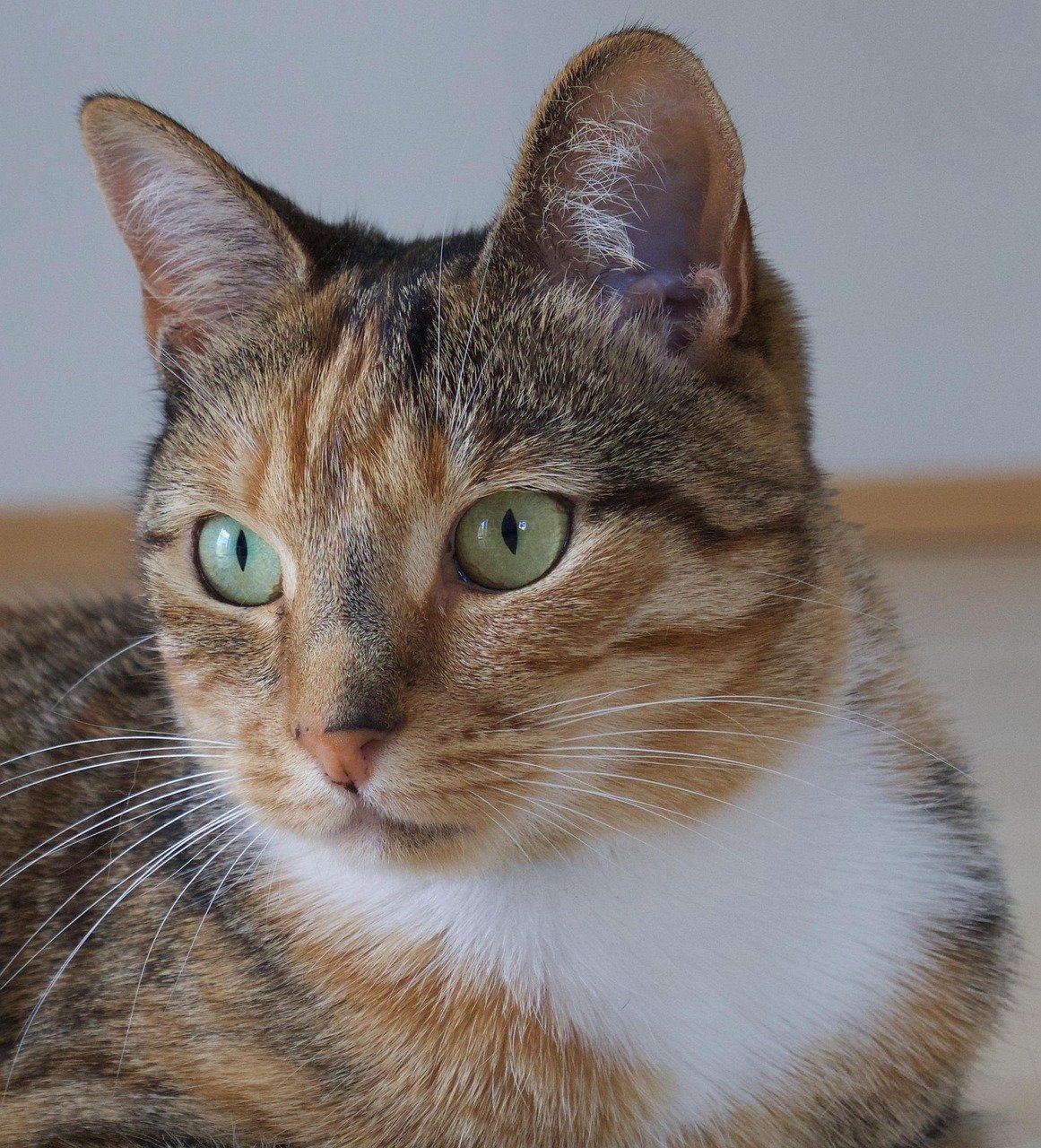 Chartreux: The Tranquil Friend (image credits: pixabay)