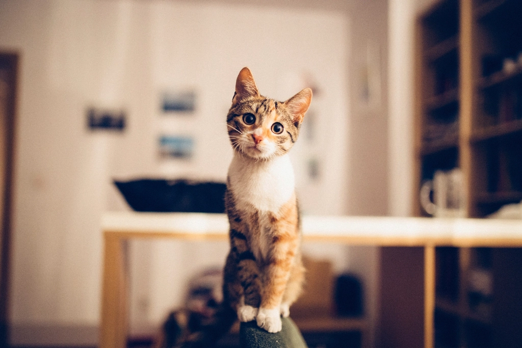 A Safe and Comfortable Home (image credits: rawpixel)