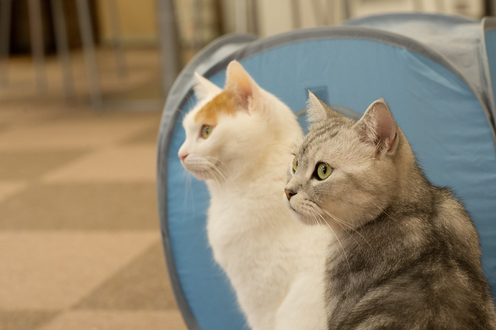 Using Familiar Scents (image credits: wikimedia)