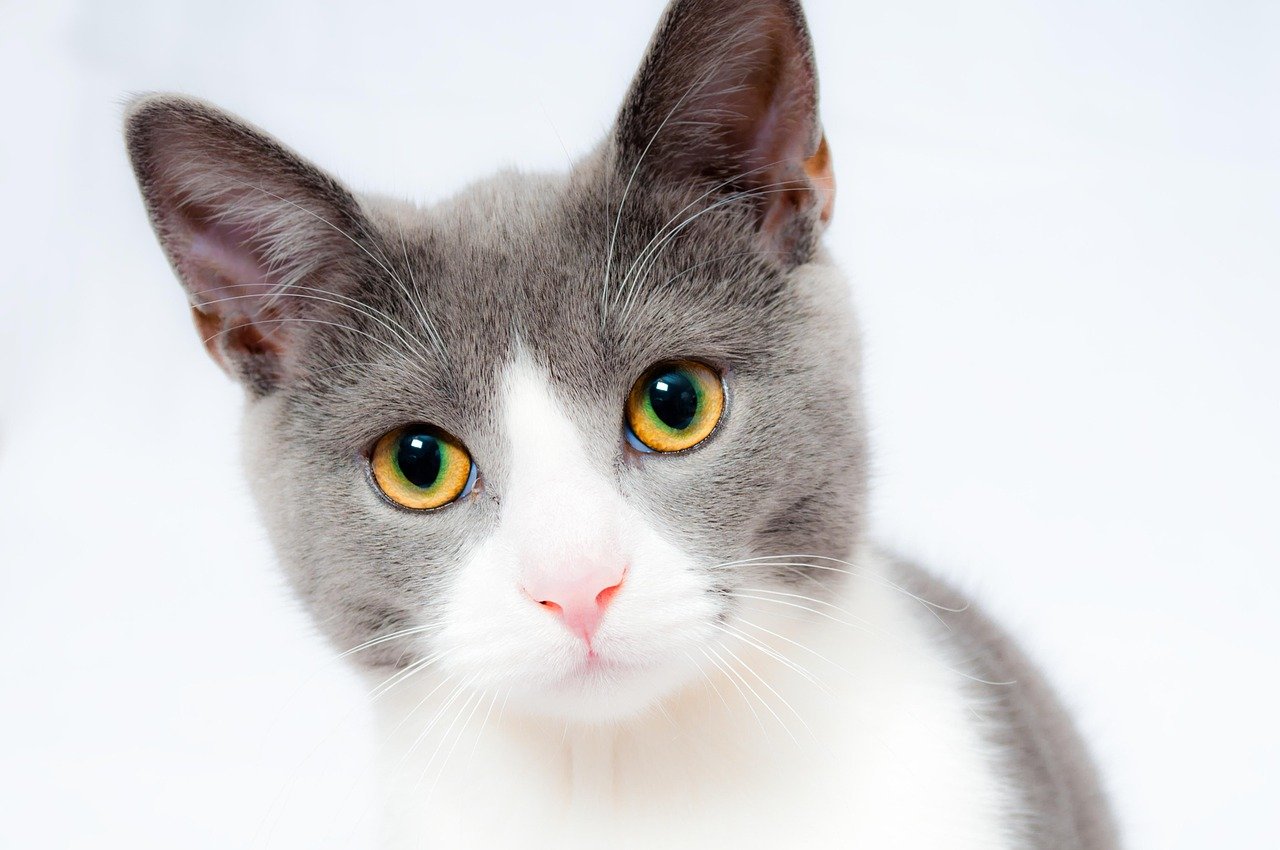 Providing Ample Hiding Spots (image credits: pixabay)