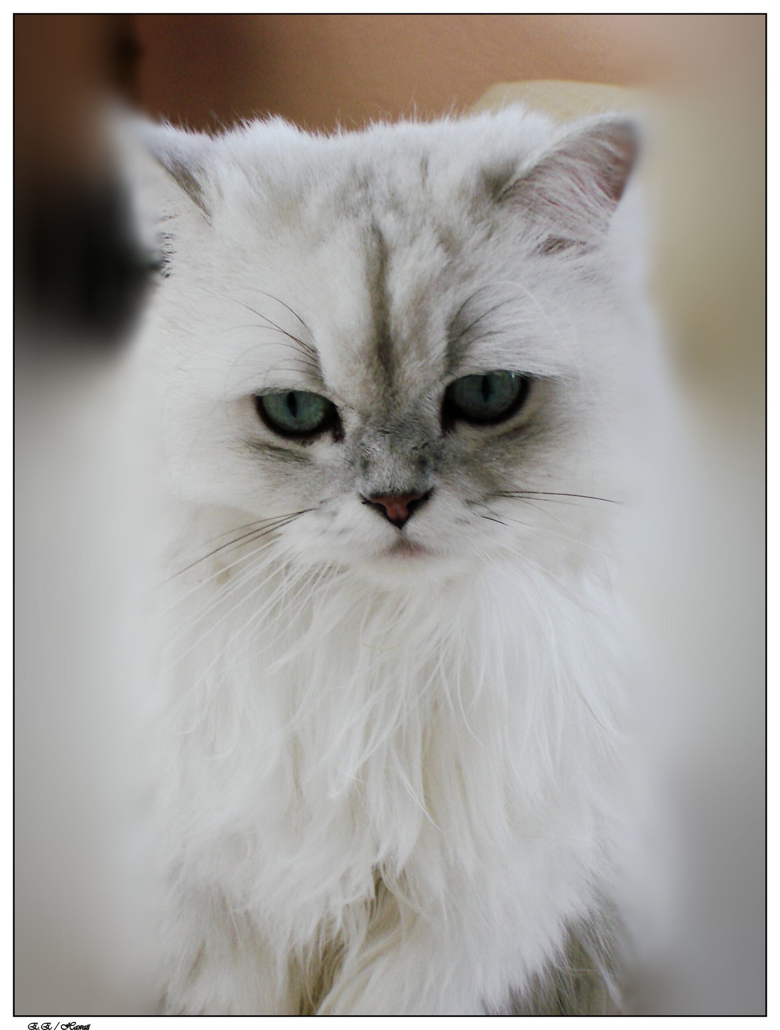 Practicing Patience (image credits: wikimedia)