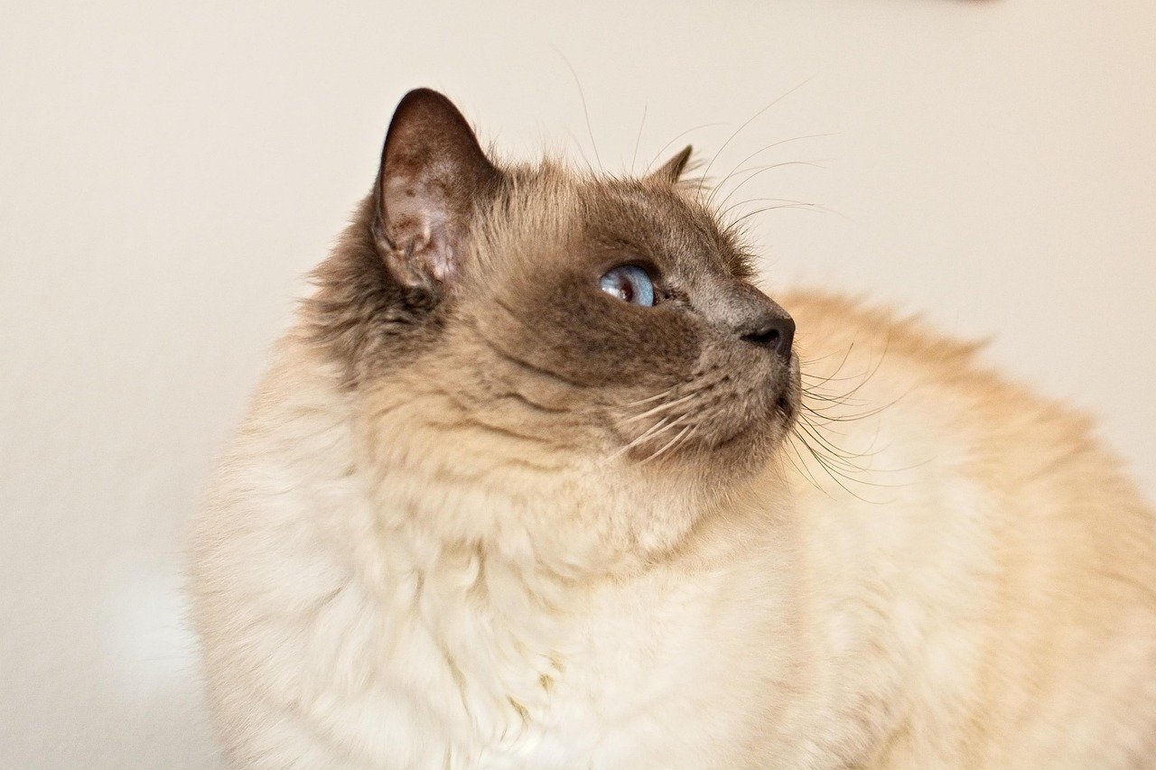 Birman: The Sacred Cat of Burma (image credits: pixabay)