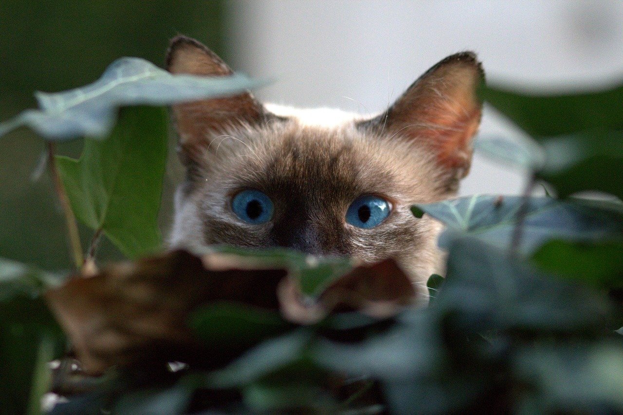 Burmese: The Loyal Companion (image credits: pixabay)