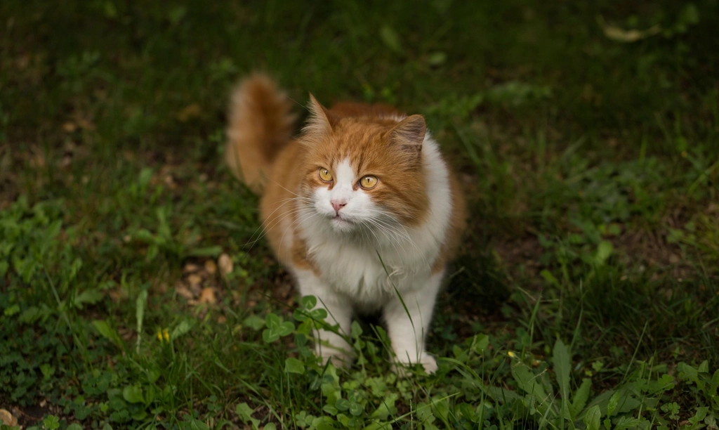 The Role of Positive Reinforcement (image credits: rawpixel)