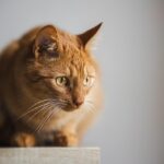 How to Help Your Cat Cope With Big Life Changes (New Home, Baby, Partner)