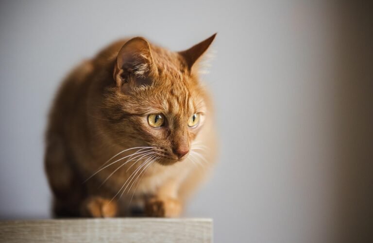How to Help Your Cat Cope With Big Life Changes (New Home, Baby, Partner)
