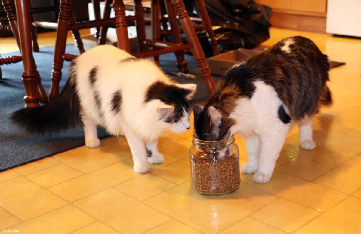 Using Positive Reinforcement (image credits: wikimedia)