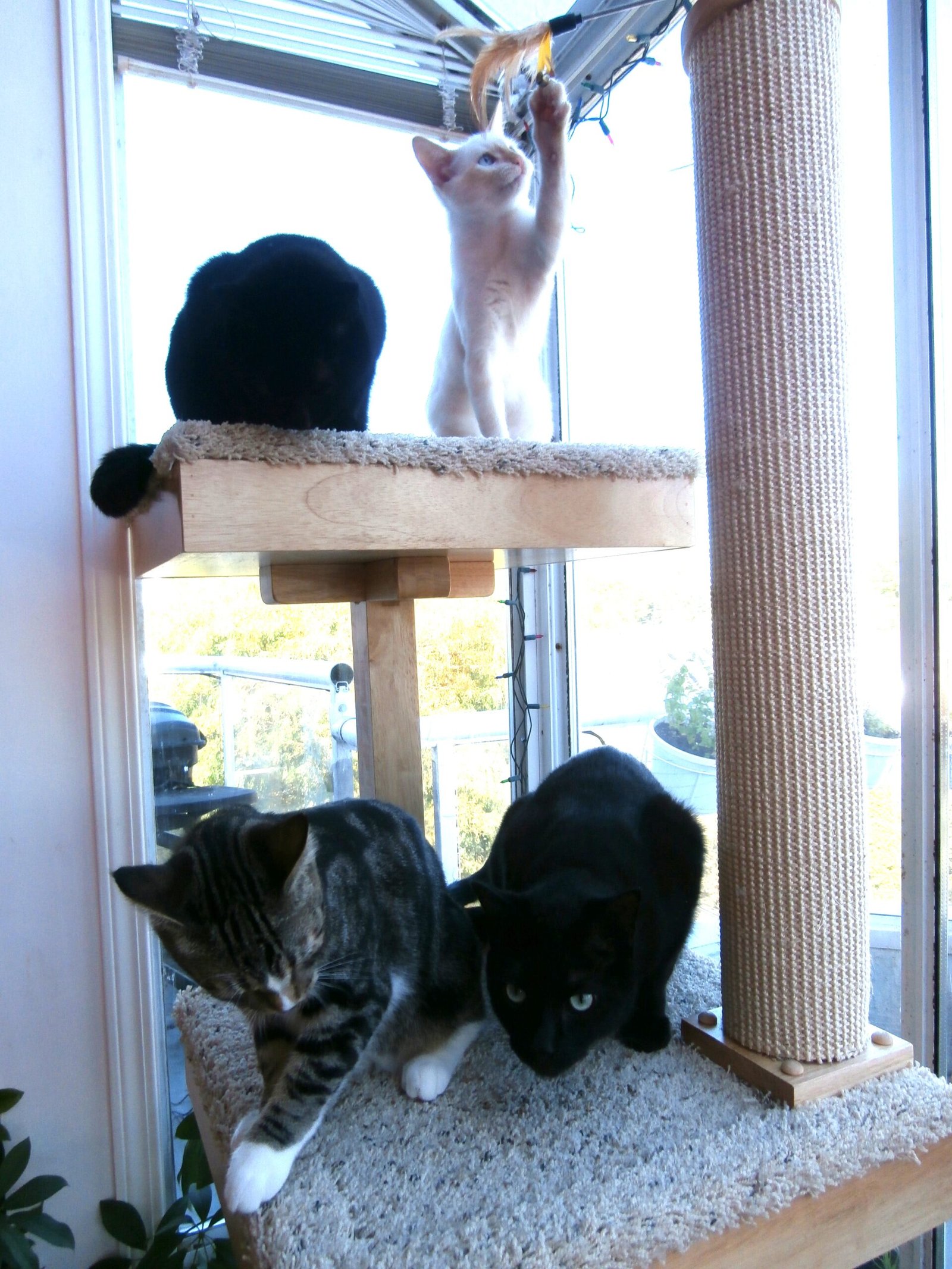 Incorporating Play and Rewards (image credits: wikimedia)