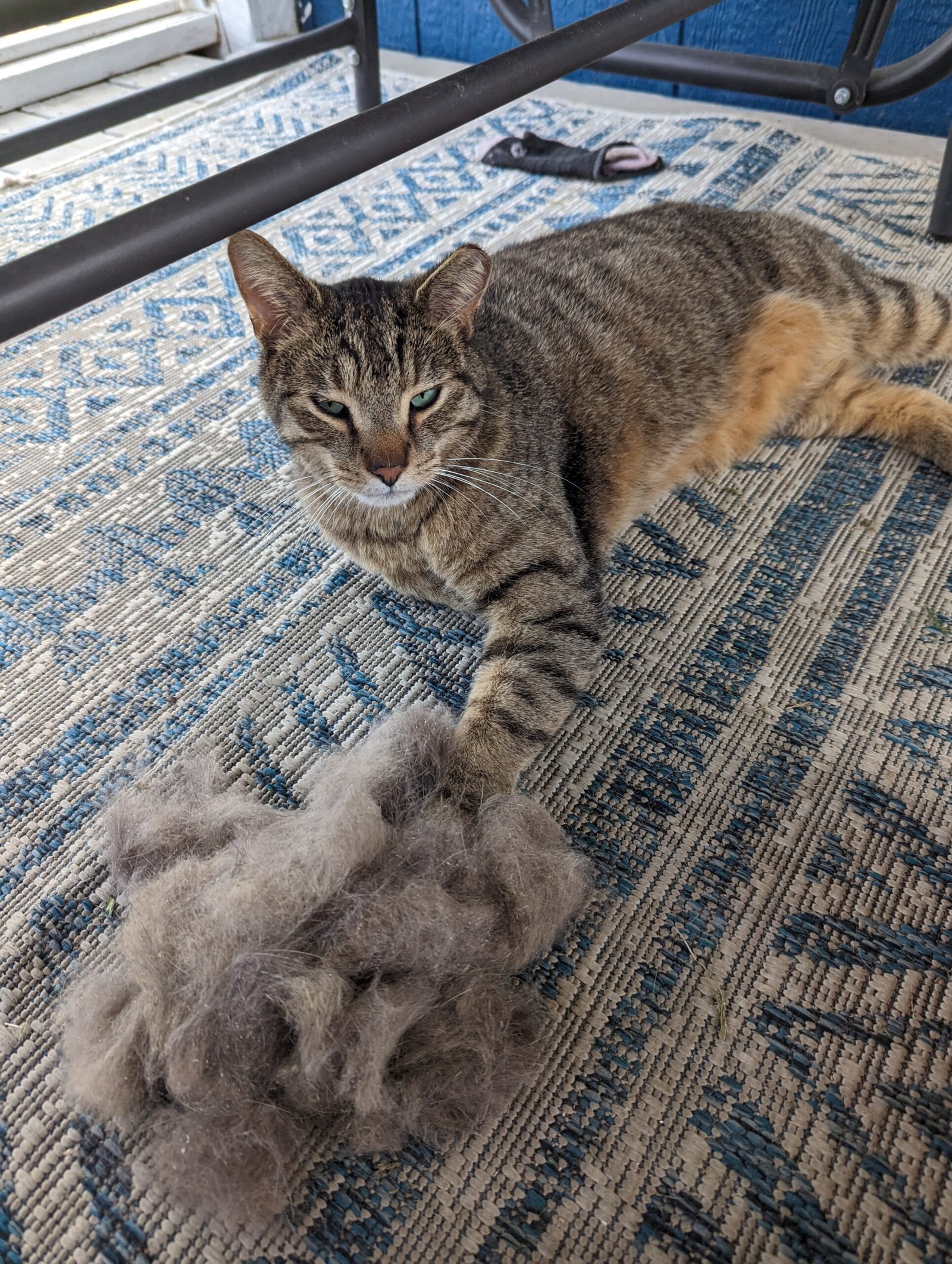 Addressing Shedding Concerns (image credits: wikimedia)