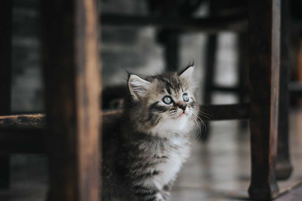 Introducing Grooming to Kittens (image credits: pixabay)