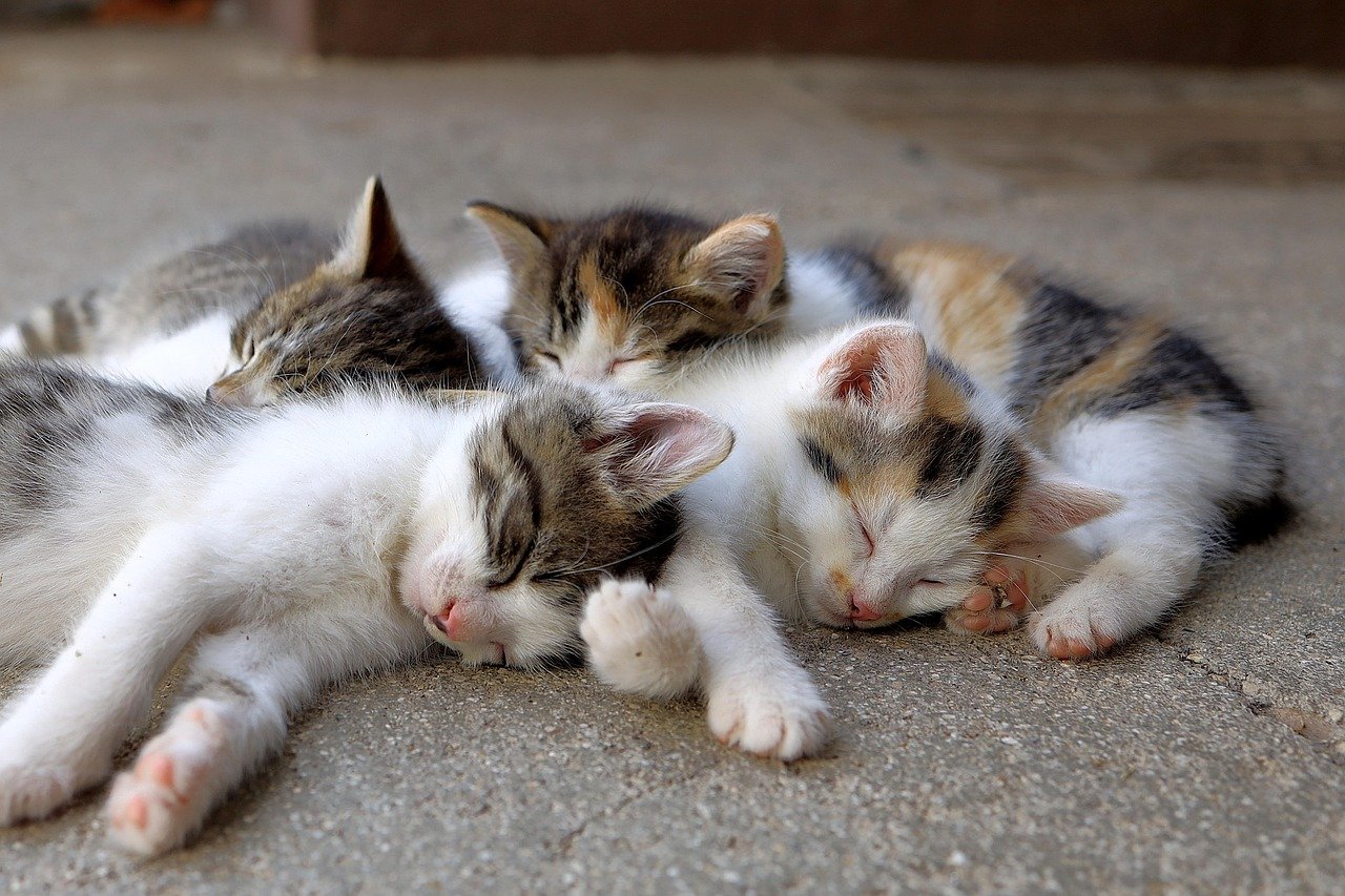 The Benefits of a Multi-Cat Household (image credits: pixabay)