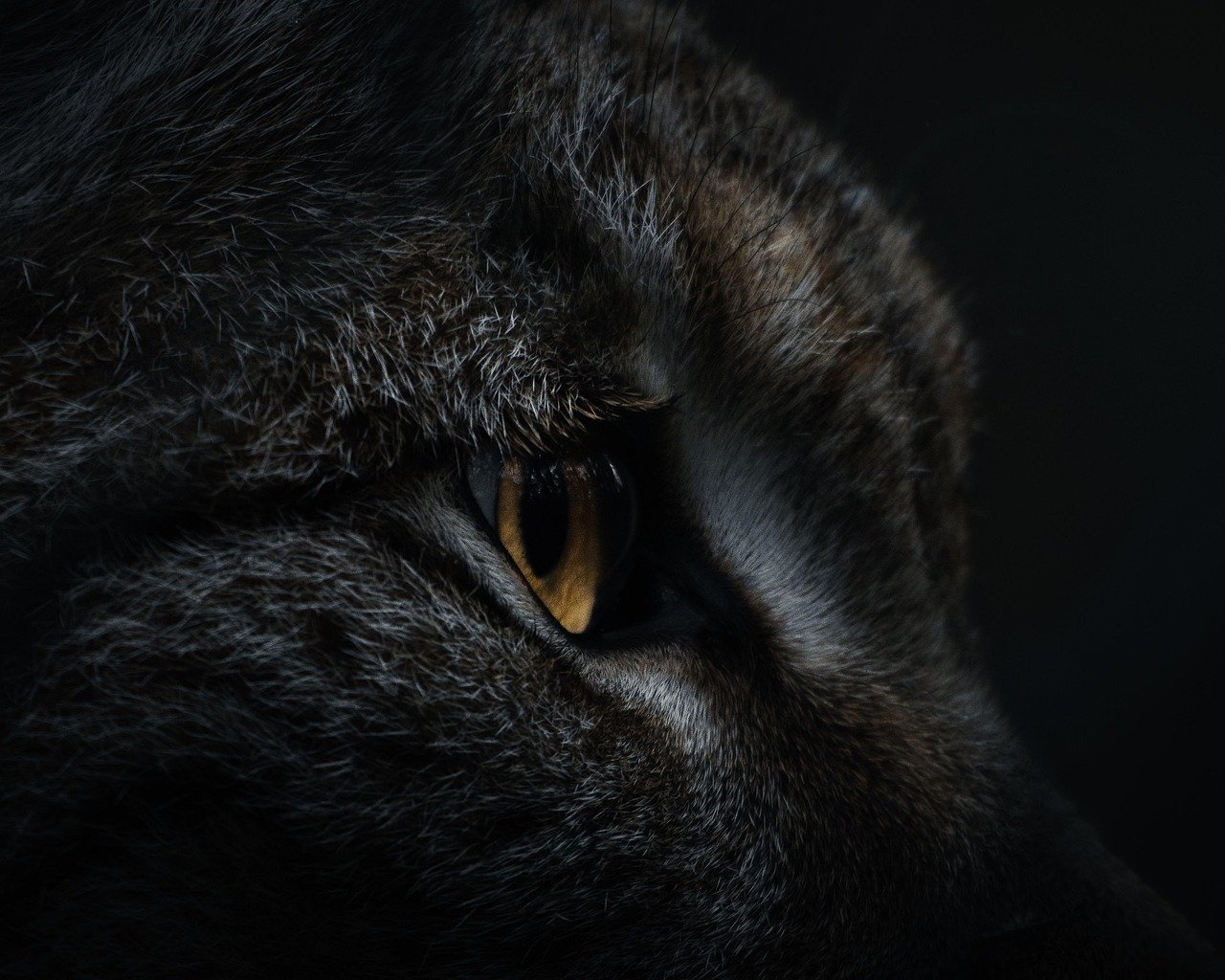 Big Cats: Predators of the Night (image credits: pixabay)